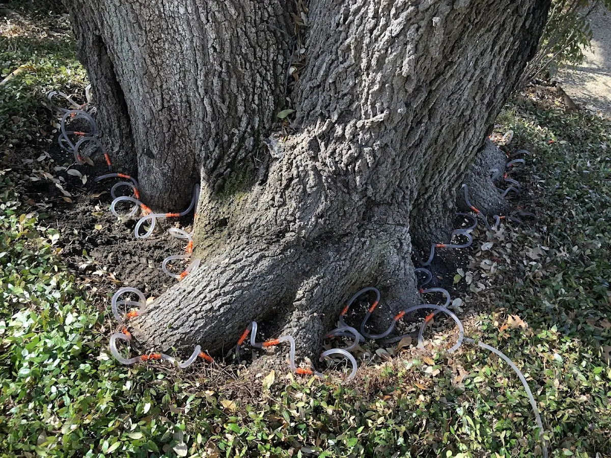 Detailed Tree Cabling and Bracing job site in Chesnee